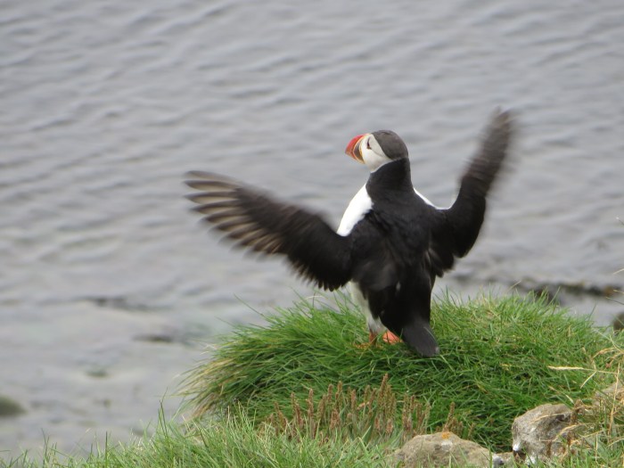 Puffin spreads its wings