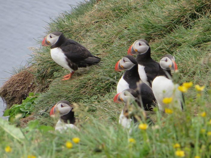 Puffins on Grímsey's Western Cliffs