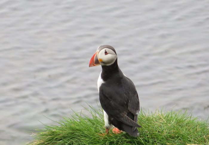 Solitary Puffin on Grímsey's Western Cliffs