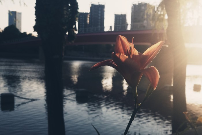 Flower in Shitoucheng, Nanjing
